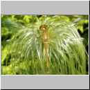 Sympetrum danae - Schwarze Heidelibelle jung-w01.jpg